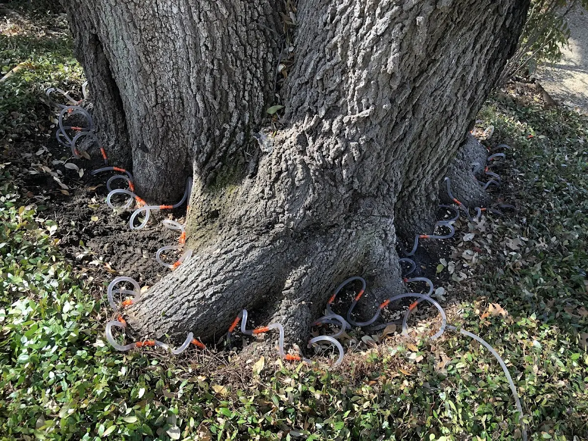 Detailed Tree Cabling and Bracing job site in Pineview