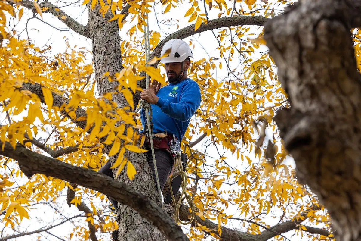 Skilled Tree Trimming crew working in Pineview